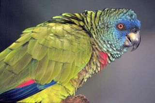The St. Lucia Island Parrot