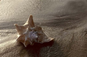 Seashell