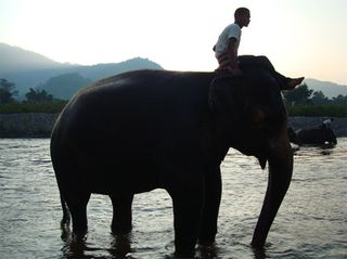 Elephant and Rider...